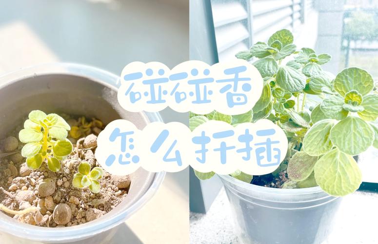 碰碰香秋天怎么养,碰碰香好养活?-第3张图片-优品飞百科 碰碰香秋天怎么养,碰碰香好养活?-第3张图片-优品飞百科