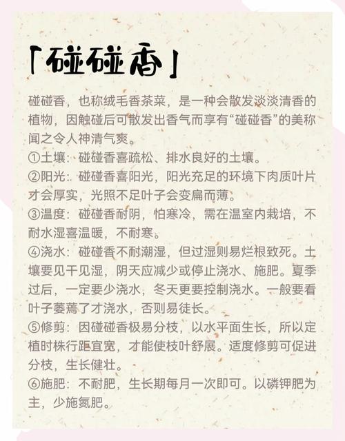 碰碰香秋天怎么养,碰碰香好养活?-第4张图片-优品飞百科 碰碰香秋天怎么养,碰碰香好养活?-第4张图片-优品飞百科