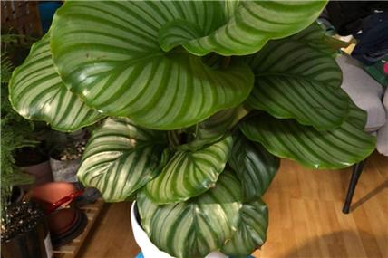 圆叶竹芋如何养，原叶竹芋