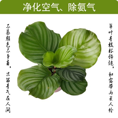 圆叶竹芋如何养，原叶竹芋-第3张图片-优品飞百科