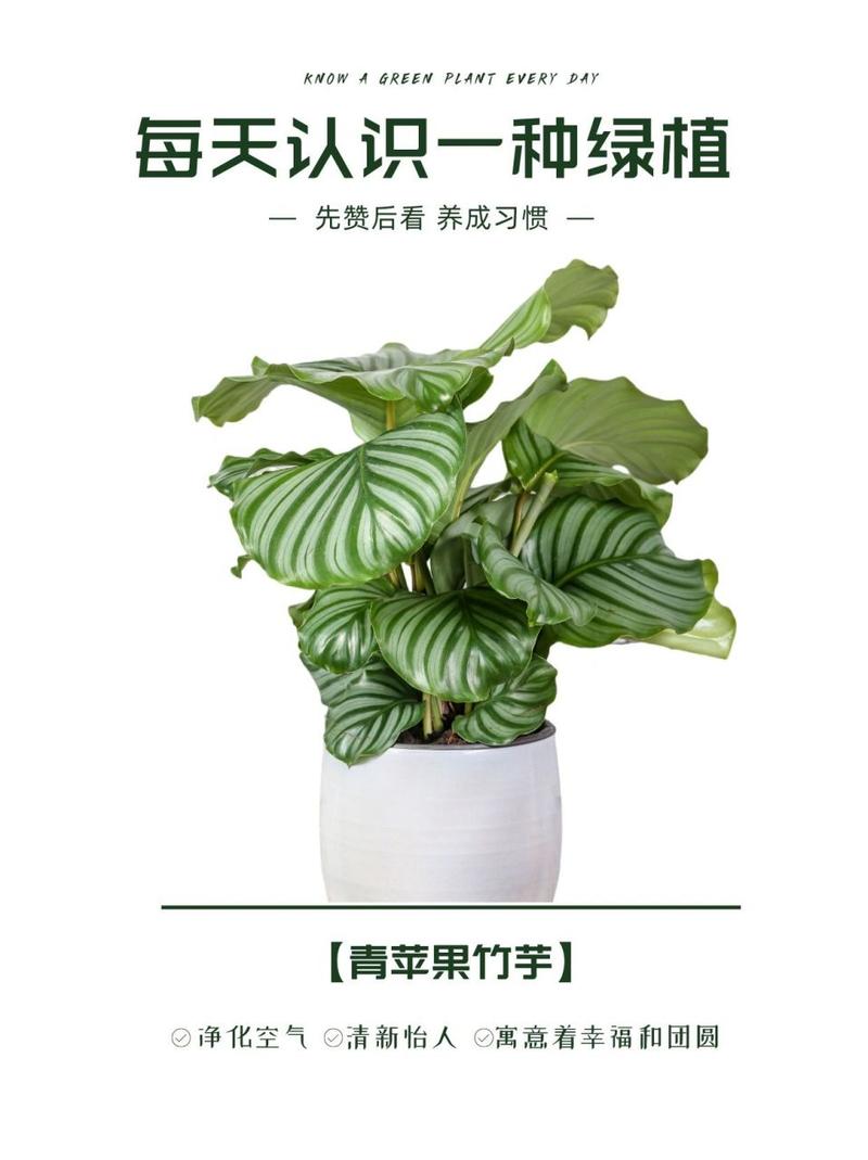 圆叶竹芋如何养，原叶竹芋-第2张图片-优品飞百科