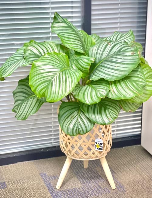 圆叶竹芋如何养，原叶竹芋-第4张图片-优品飞百科