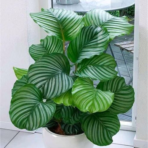 圆叶竹芋如何养，原叶竹芋-第7张图片-优品飞百科