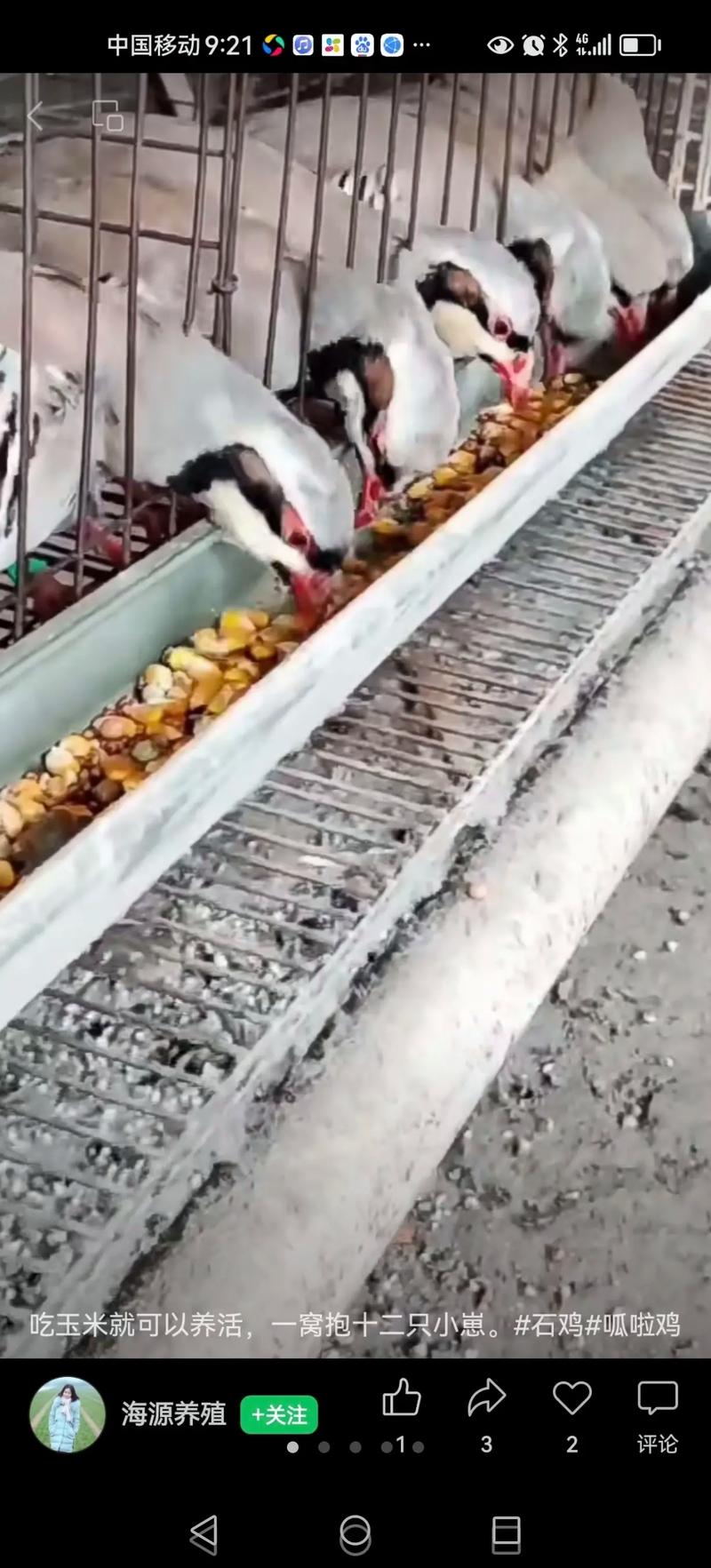 飞龙繁殖方法，飞龙繁殖方法图解？-第5张图片-优品飞百科