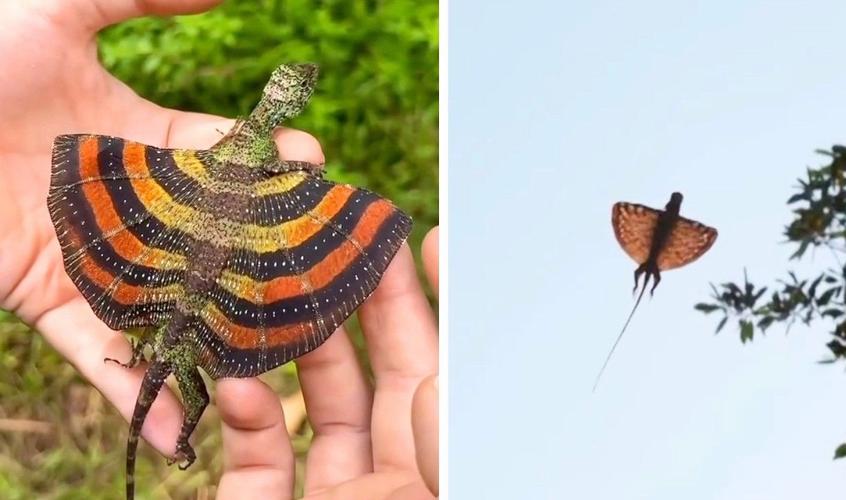 飞龙繁殖方法，飞龙繁殖方法图解？-第7张图片-优品飞百科