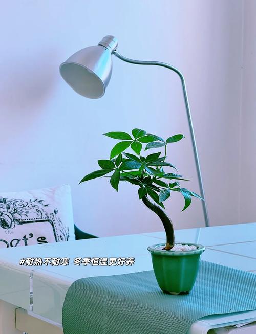 发财树在北方怎样过冬，发财树耐寒吗北方能种植吗