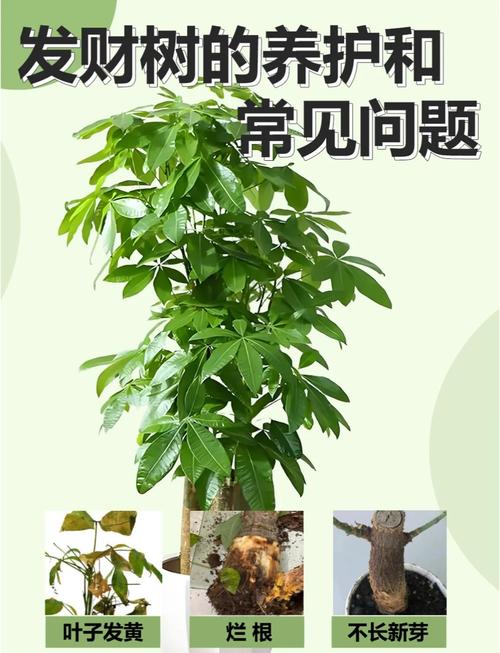 发财树在北方怎样过冬，发财树耐寒吗北方能种植吗-第2张图片-优品飞百科