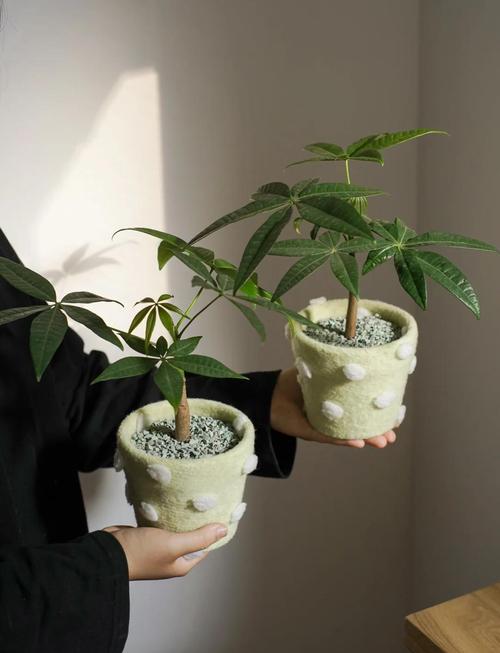 发财树在北方怎样过冬，发财树耐寒吗北方能种植吗-第3张图片-优品飞百科