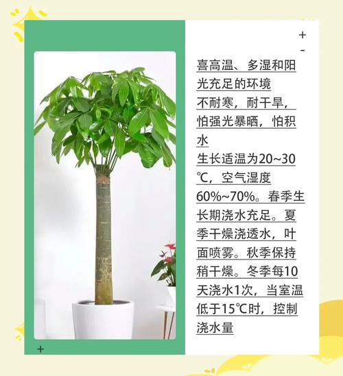 发财树在北方怎样过冬，发财树耐寒吗北方能种植吗-第5张图片-优品飞百科