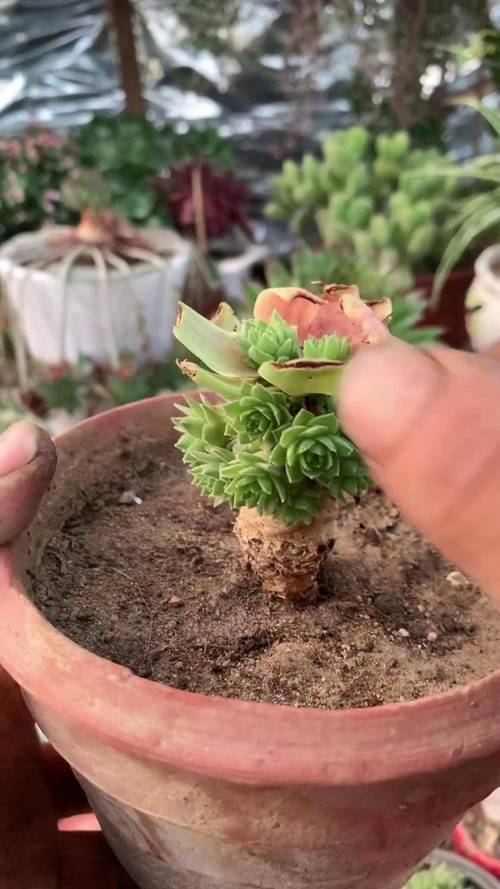 包含多肉砍头后老桩怎么养的词条-第3张图片-优品飞百科 包含多肉砍头后老桩怎么养的词条-第3张图片-优品飞百科