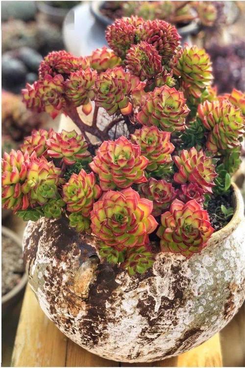 包含多肉砍头后老桩怎么养的词条-第2张图片-优品飞百科 包含多肉砍头后老桩怎么养的词条-第2张图片-优品飞百科