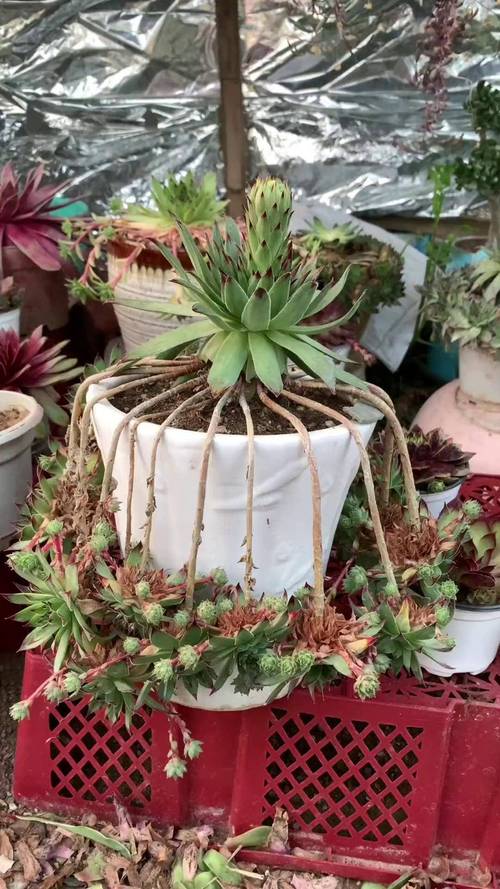 包含多肉砍头后老桩怎么养的词条-第4张图片-优品飞百科 包含多肉砍头后老桩怎么养的词条-第4张图片-优品飞百科