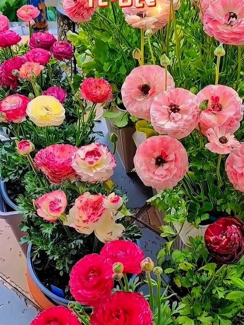 花毛茛怎么过冬？花毛茛的养殖注意事项？