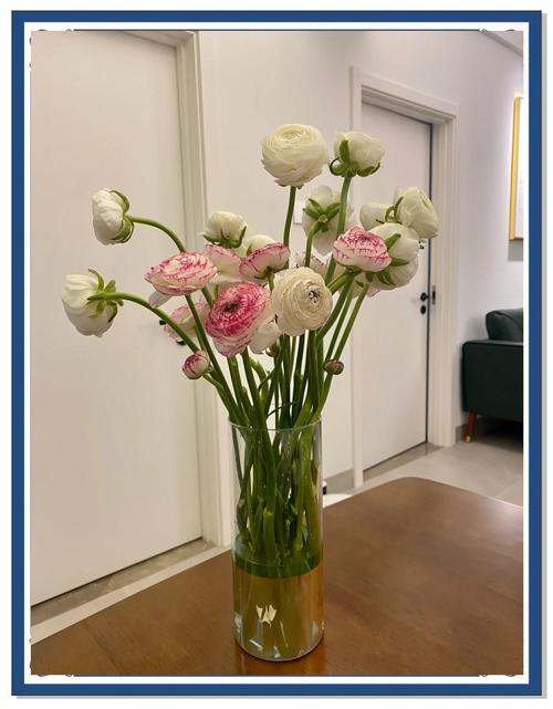 花毛茛怎么过冬？花毛茛的养殖注意事项？-第2张图片-优品飞百科