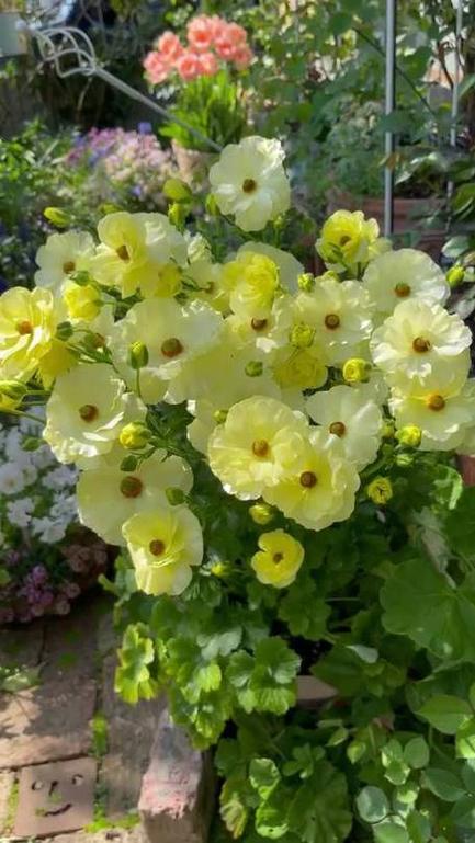 花毛茛怎么过冬？花毛茛的养殖注意事项？-第5张图片-优品飞百科