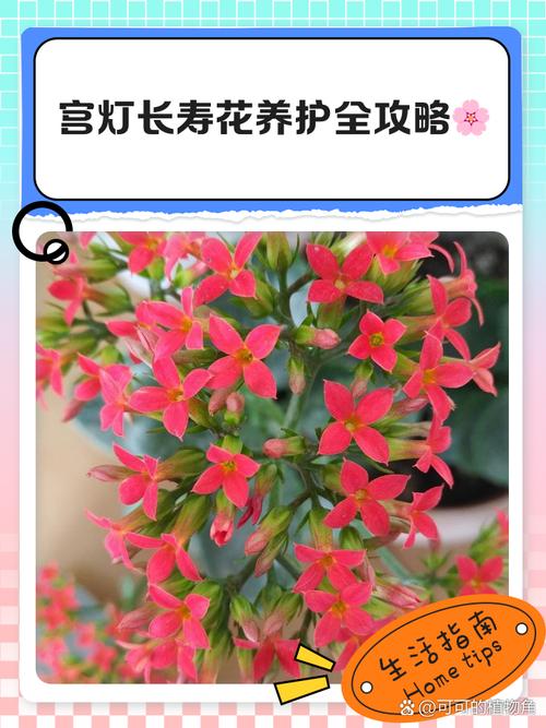 宫灯长寿花怎么施肥，宫灯长寿花如何繁殖？