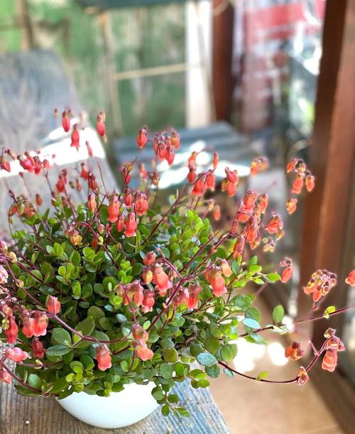 宫灯长寿花怎么施肥，宫灯长寿花如何繁殖？-第2张图片-优品飞百科