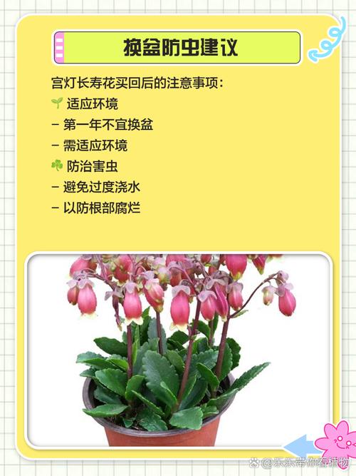 宫灯长寿花怎么施肥，宫灯长寿花如何繁殖？-第5张图片-优品飞百科