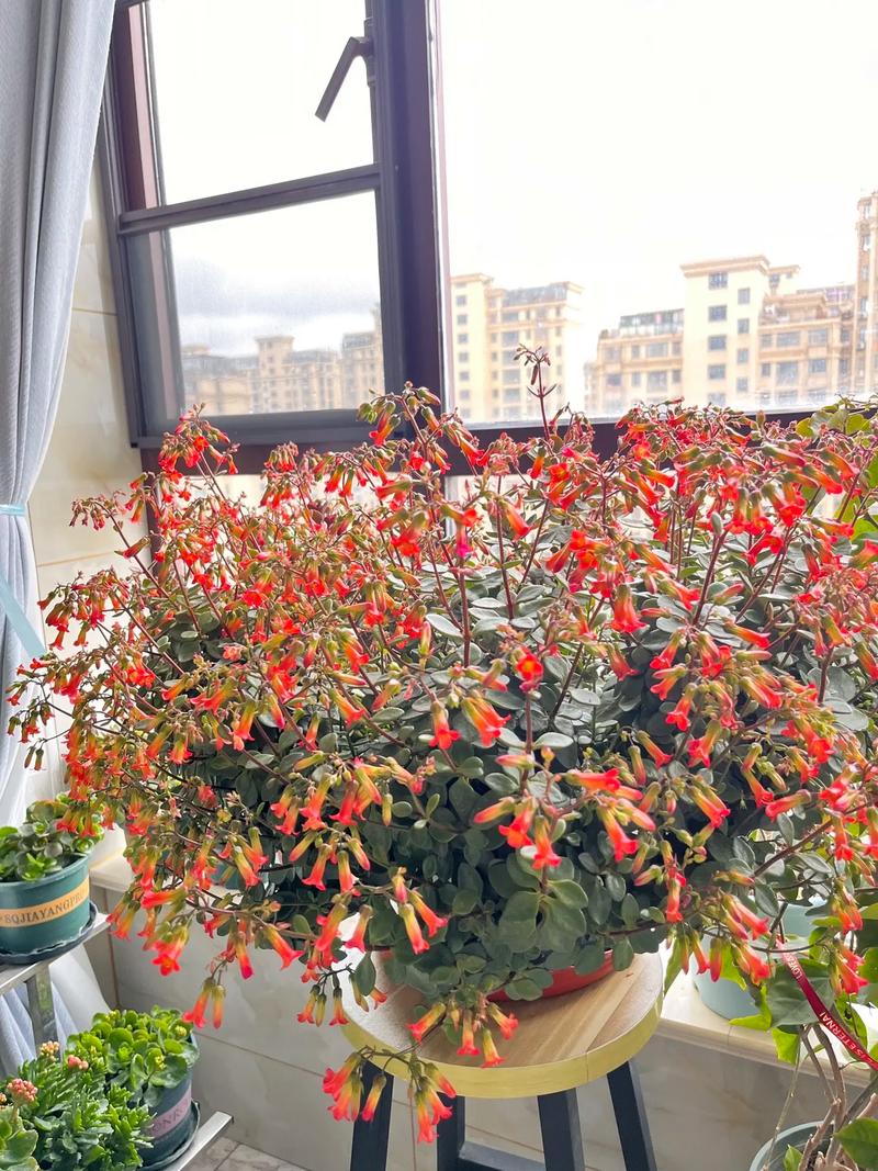 宫灯长寿花怎么施肥，宫灯长寿花如何繁殖？-第4张图片-优品飞百科