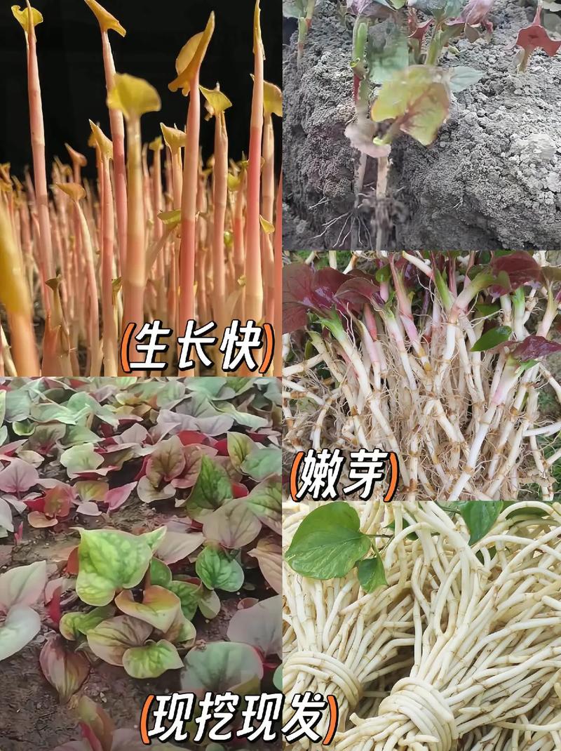 折耳根怎么种，折耳根怎么种植根部发芽？