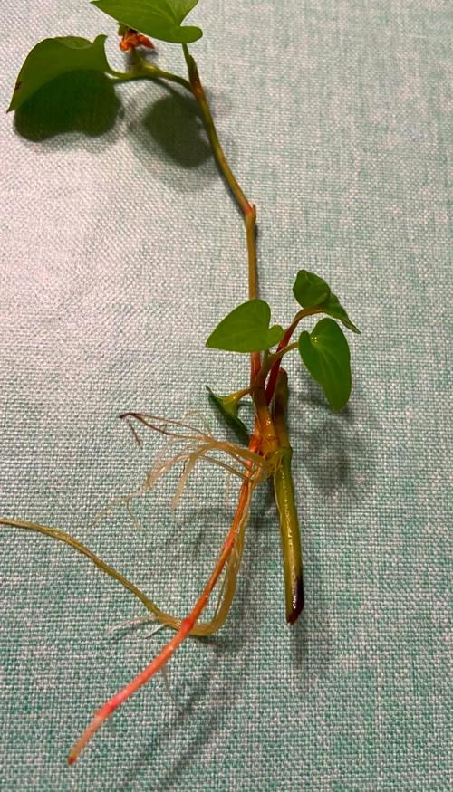 折耳根怎么种，折耳根怎么种植根部发芽？-第4张图片-优品飞百科