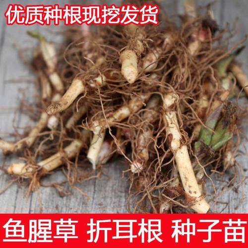 折耳根怎么种，折耳根怎么种植根部发芽？-第5张图片-优品飞百科