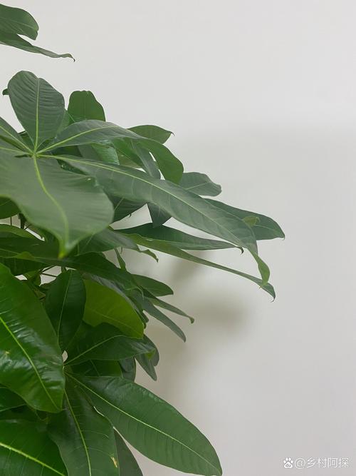 兰花水大和缺水的区别，兰花水大和缺水干尖的区别