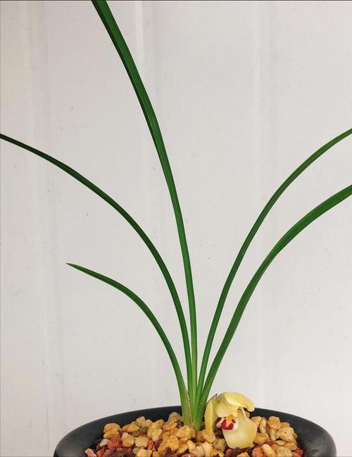 兰花水大和缺水的区别，兰花水大和缺水干尖的区别-第2张图片-优品飞百科