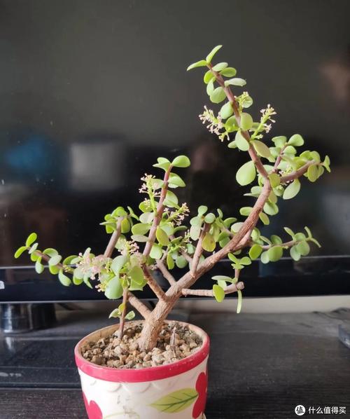 兰花水大和缺水的区别，兰花水大和缺水干尖的区别-第3张图片-优品飞百科