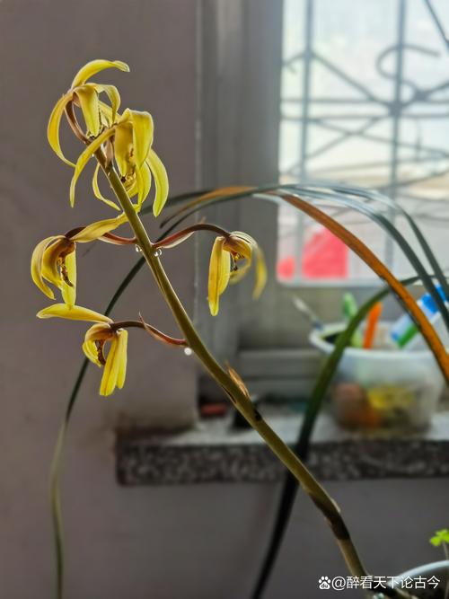 兰花水大和缺水的区别，兰花水大和缺水干尖的区别-第4张图片-优品飞百科