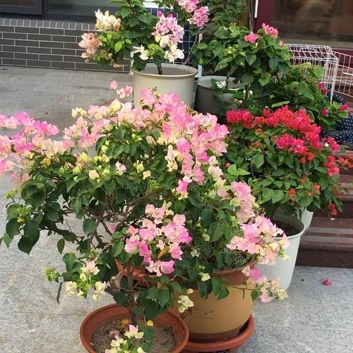 兰花水大和缺水的区别，兰花水大和缺水干尖的区别-第6张图片-优品飞百科