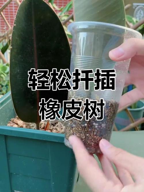 橡皮树怎么扦插，黑金刚橡皮树怎么扦插