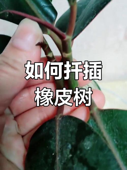 橡皮树怎么扦插,黑金刚橡皮树怎么扦插-第2张图片-优品飞百科 橡皮树怎么扦插,黑金刚橡皮树怎么扦插-第2张图片-优品飞百科