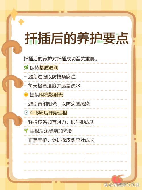 橡皮树怎么扦插,黑金刚橡皮树怎么扦插-第3张图片-优品飞百科 橡皮树怎么扦插,黑金刚橡皮树怎么扦插-第3张图片-优品飞百科