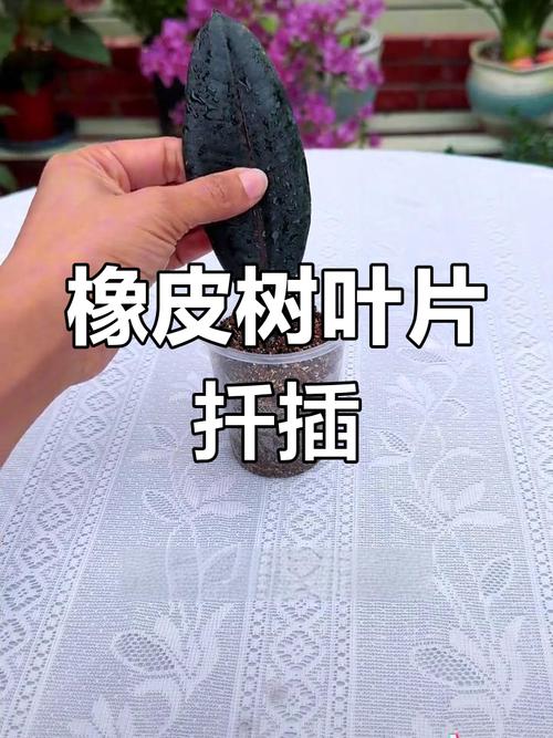 橡皮树怎么扦插,黑金刚橡皮树怎么扦插-第4张图片-优品飞百科 橡皮树怎么扦插,黑金刚橡皮树怎么扦插-第4张图片-优品飞百科