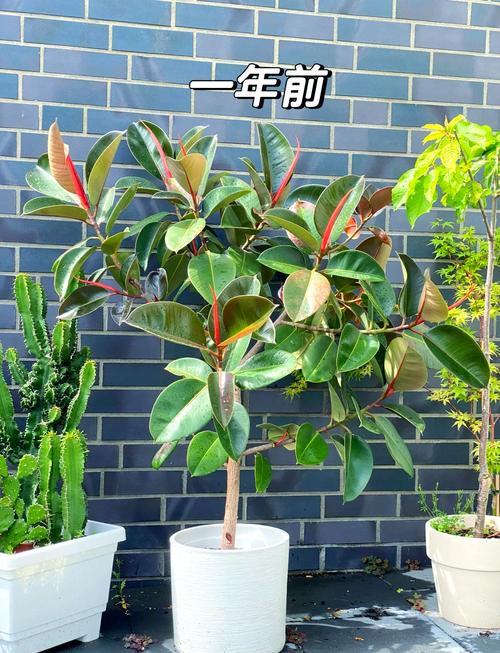 橡皮树怎么扦插,黑金刚橡皮树怎么扦插-第5张图片-优品飞百科 橡皮树怎么扦插,黑金刚橡皮树怎么扦插-第5张图片-优品飞百科