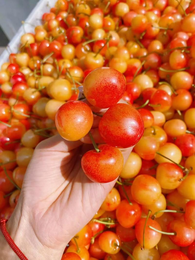 大樱桃品种有哪些,大樱桃品种有哪些品种-第2张图片-优品飞百科 大樱桃品种有哪些,大樱桃品种有哪些品种-第2张图片-优品飞百科