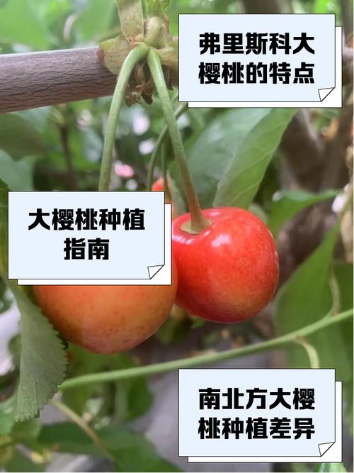 大樱桃品种有哪些,大樱桃品种有哪些品种-第3张图片-优品飞百科 大樱桃品种有哪些,大樱桃品种有哪些品种-第3张图片-优品飞百科