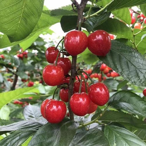 大樱桃品种有哪些,大樱桃品种有哪些品种-第4张图片-优品飞百科 大樱桃品种有哪些,大樱桃品种有哪些品种-第4张图片-优品飞百科