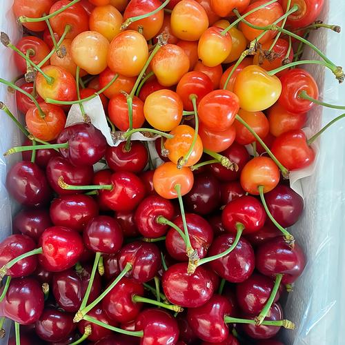 大樱桃品种有哪些,大樱桃品种有哪些品种-第5张图片-优品飞百科 大樱桃品种有哪些,大樱桃品种有哪些品种-第5张图片-优品飞百科