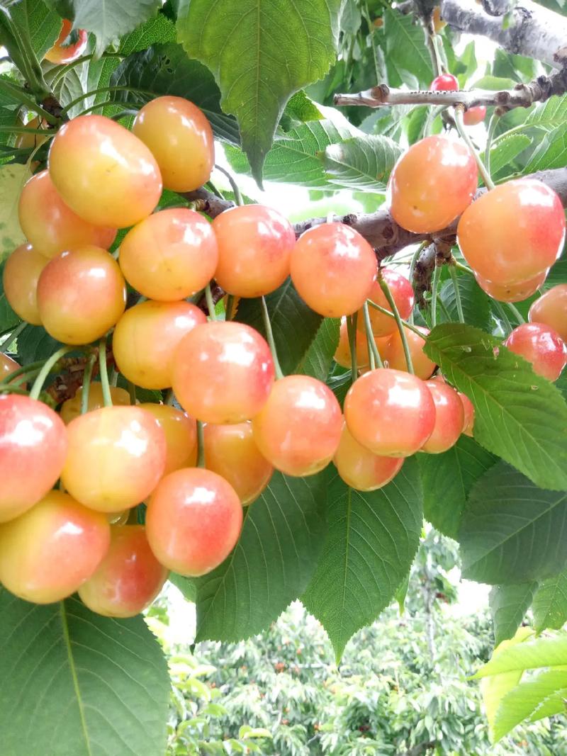 大樱桃品种有哪些,大樱桃品种有哪些品种-第6张图片-优品飞百科 大樱桃品种有哪些,大樱桃品种有哪些品种-第6张图片-优品飞百科