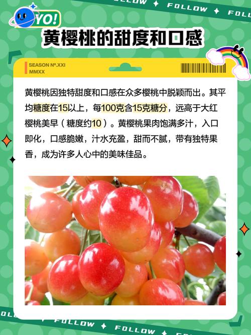 大樱桃品种有哪些,大樱桃品种有哪些品种-第7张图片-优品飞百科 大樱桃品种有哪些,大樱桃品种有哪些品种-第7张图片-优品飞百科