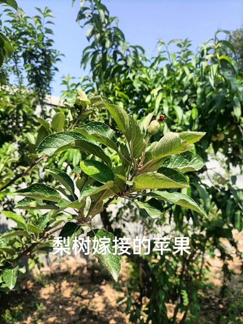 秋天给树“嫁个接”？秋天树苗嫁接方法？-第1张图片-优品飞百科