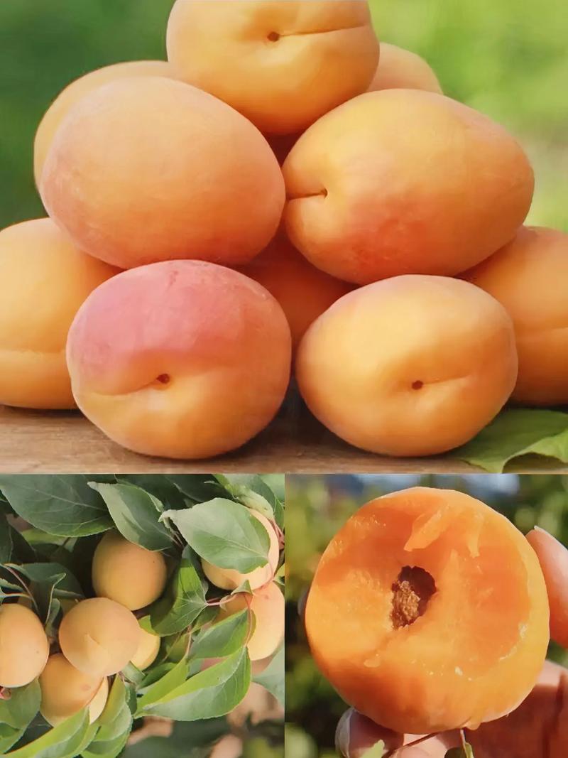 秋天给树“嫁个接”？秋天树苗嫁接方法？-第2张图片-优品飞百科