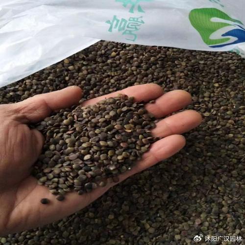 紫荆种子怎么种？紫荆种子怎么种植方法？