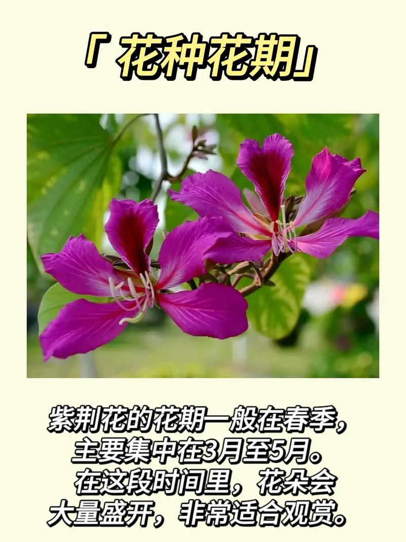 紫荆种子怎么种？紫荆种子怎么种植方法？-第2张图片-优品飞百科