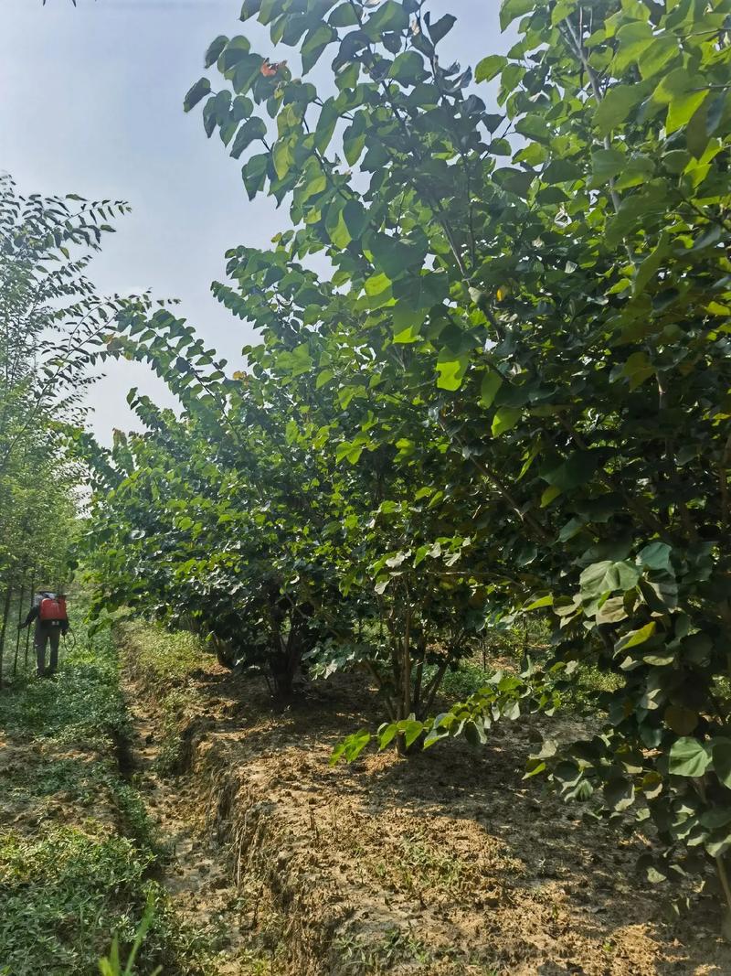 紫荆种子怎么种？紫荆种子怎么种植方法？-第3张图片-优品飞百科