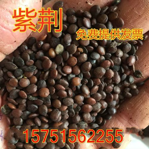 紫荆种子怎么种？紫荆种子怎么种植方法？-第4张图片-优品飞百科
