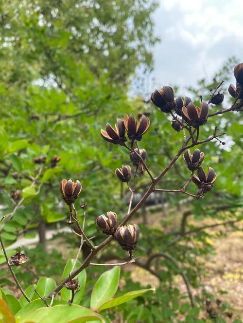 紫荆种子怎么种？紫荆种子怎么种植方法？-第5张图片-优品飞百科