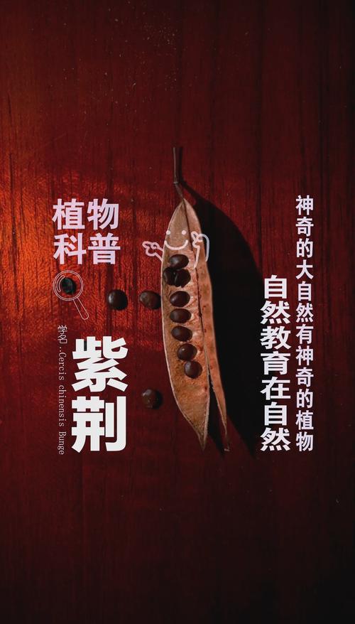 紫荆种子怎么种？紫荆种子怎么种植方法？-第6张图片-优品飞百科